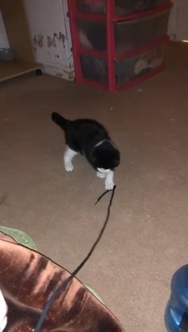 Kitten For Sale in London