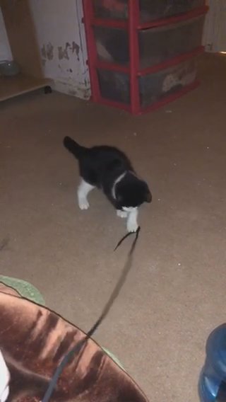 Black And White Female Kitten For Sale in London