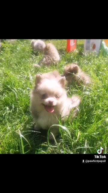 stunning russian Pomeranians in Wakefield