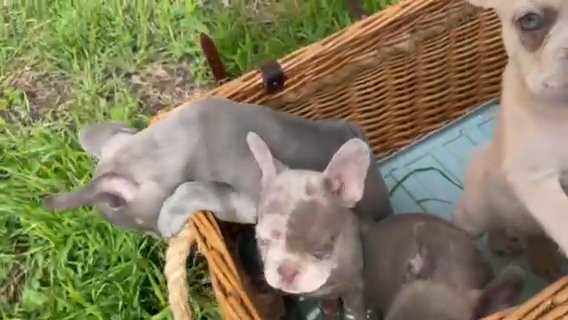French Bulldogs Fluffy And Platinum Isabella Merle in Nottingham