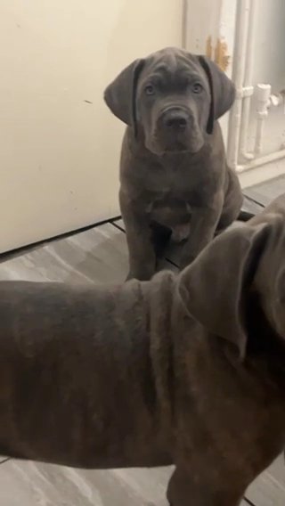 Cane Corso in Bournemouth