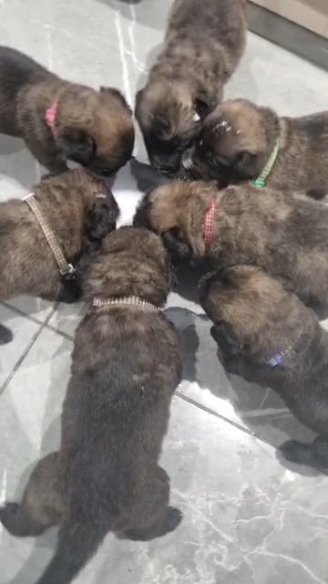 7 Caucasian  shepherd X belgian malinois in Liverpool