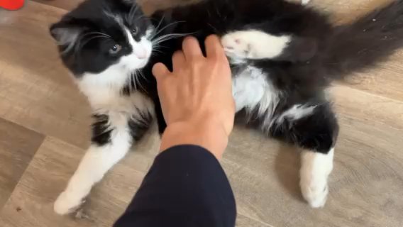 Kitten in Nottingham