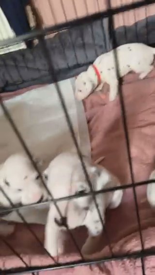 Dalmatian Puppies in Chesterfield