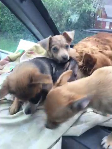Chihuahua And Pomchis in Nottingham