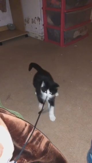 Cute Black And White Kitten For Sale in London