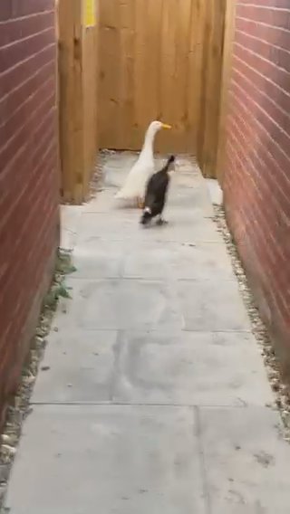 Indian Runner Ducks For Sale in Derby