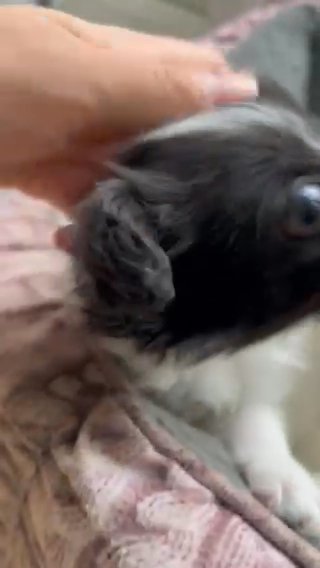 Perfect Papillon Female Puppy For Sale in Aylesbury Vale