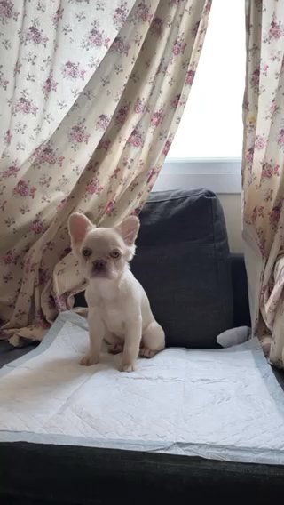 EA VISUAL FLUFFY FRENCHIE FEMALE in Birmingham