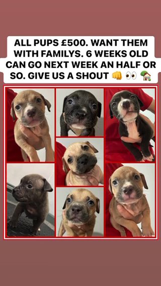 Bully pups in Manchester