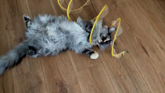 Affectionate, Playful ? MC Lions in London