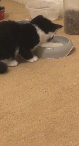 Female Kitten For Sale in London