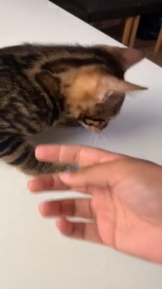 ?Puppy-Like Kissing Striking Bengal Boy? in Birmingham