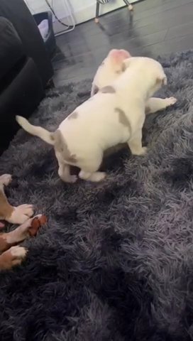 Xl Bully X Old English Bill Dog in London