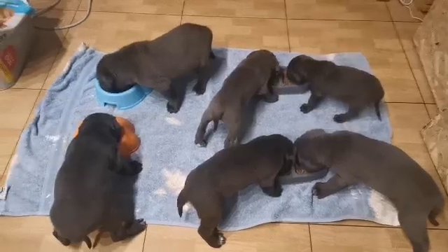 Cane corso puppies in Coventry