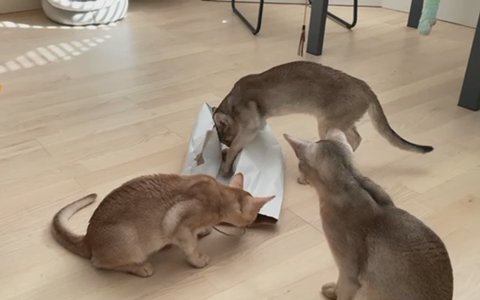 Abyssinian Kittens in London