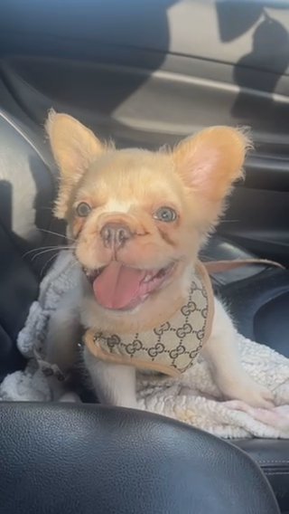 Visual Fluffy French Bulldog in Manchester