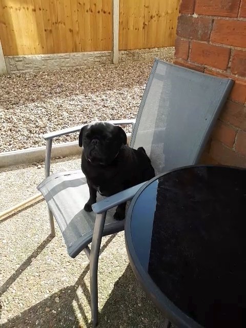 Lovely black pug in North East Lincolnshire