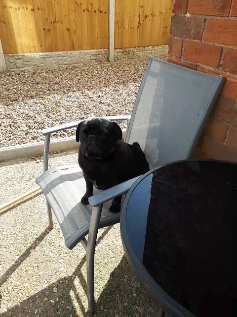 Lovely black pug in North East Lincolnshire