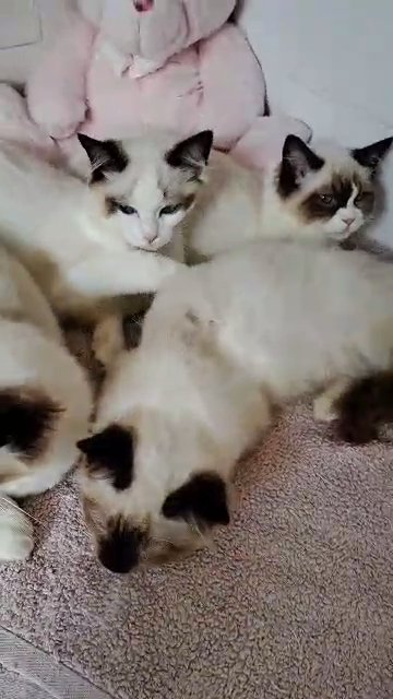 Stunning bi colour Ragdolls REDUCED in Preston