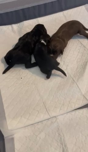 Sprocker Spaniel in Kent