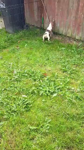 Isabella pied longhair male mini dachshund in Denbighshire