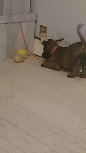 belgian malinois in Mansfield