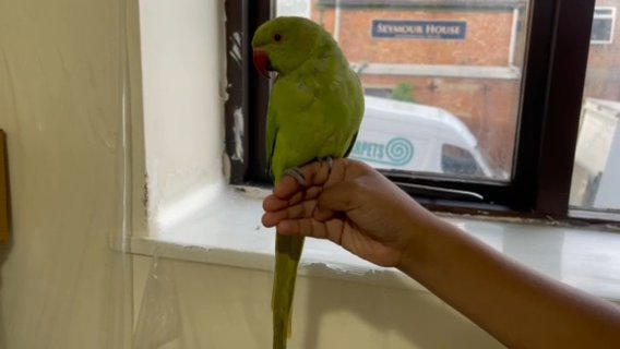Female - Ringneck Parrot (Semi-Tamed) in London