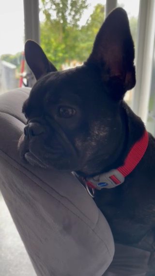 French Bulldog Gitl in Brighton