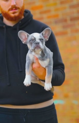 🧬Pink Fluffy Testable French Bulldog🧬 in Harlow