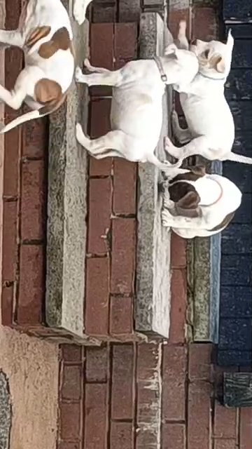 5 beautiful puppie in Rochdale