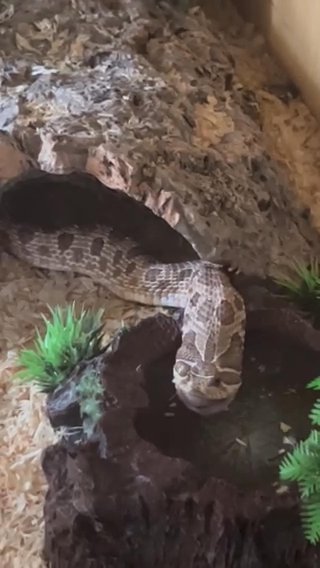 Hognose And Full Set Up For Sale in York
