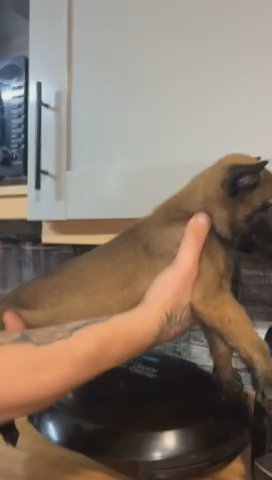 Belgian Malinois in North East Lincolnshire