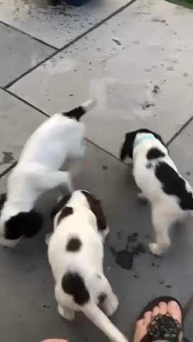 Springer Spaniel Pups in London