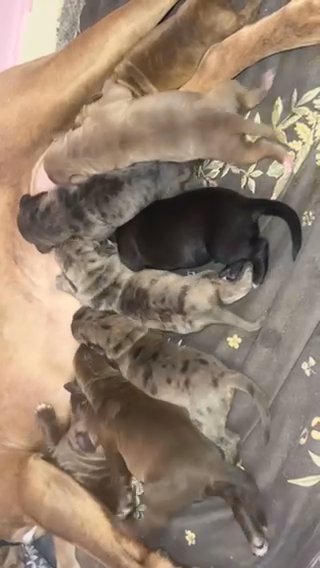 Cane Corso X Neo X American Bulldog X Ddb Puppies Merle/blues in Stockton-on-Tees