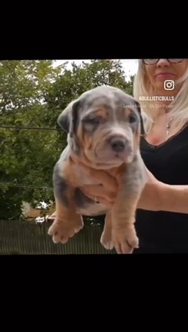 Blue Merle Tri Male in Merthyr Tydfil
