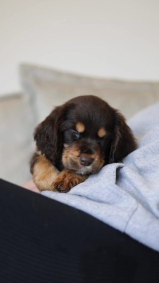 Cocker Spaniel in Birmingham