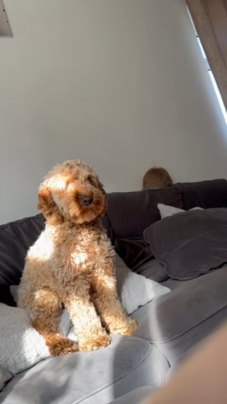 Cockapoo in Brighton