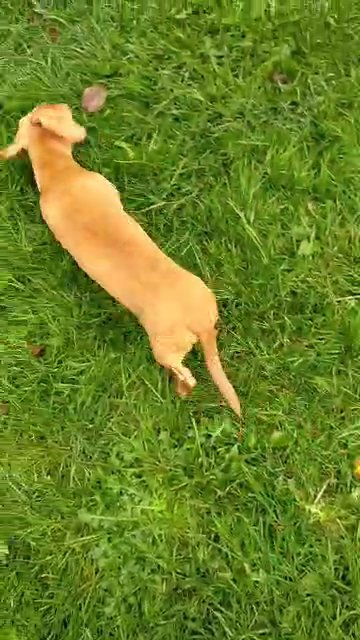 male mini dachshund in Denbighshire