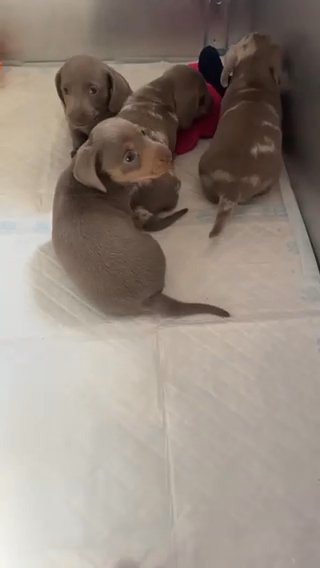 Miniature Dachshund in Torfaen