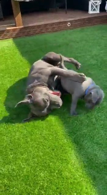 outstanding Staffordshire Bull Terrier puppies in Manchester