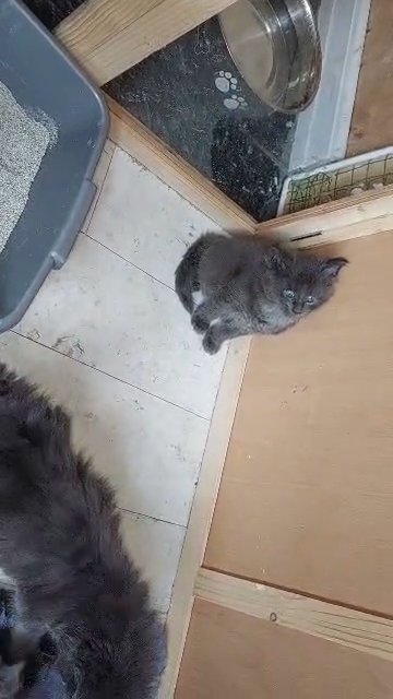 BEAUTIFUL MAINECOON BABIES in Manchester