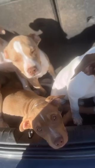 XL Bullys ABKC🌐 15 Weeks Today in Middlesborough