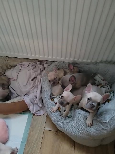 french bulldog puppies in Manchester