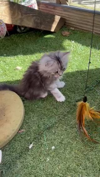 7 Cuddly Fluffy Chinchilla & Smoke Persian Kittens in Conwy