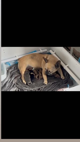 Beau’s Babies - Frenchie Bulldog Puppies in North Hertfordshire