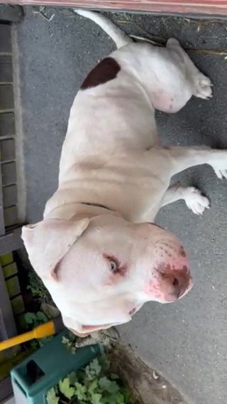 ABKC Registered White Beauty in Kirklees
