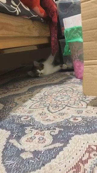 Tabby And White Needs A Home in London