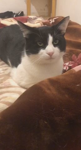 Free Tuxedo Male Cat in London