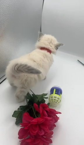 Ragdoll Kitten in Cardiff